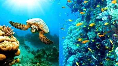 Красота Красного моря на курорте Марса Алам