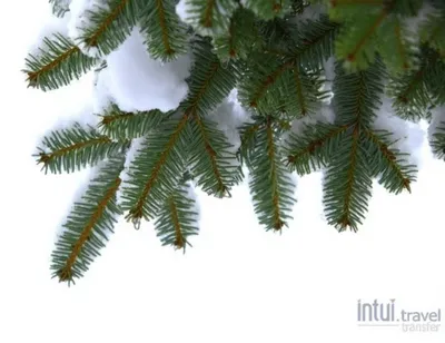 Лыжные трансферы на Intui.Travel